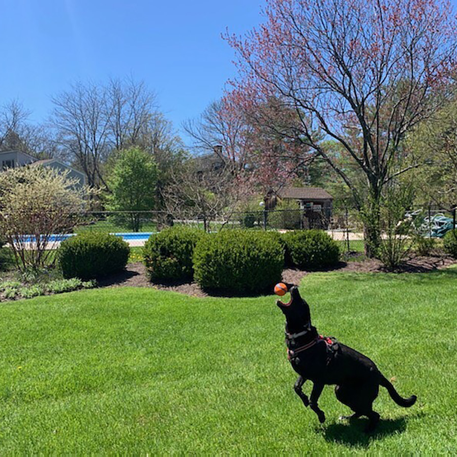 PetFriendly Places in the Litchfield Hills CTvisit